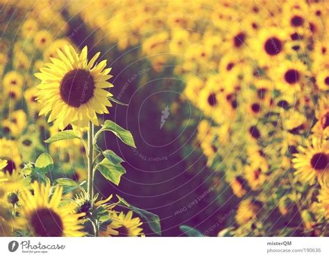 Nature Summer Yellow Dream A Royalty Free Stock Photo From Photocase