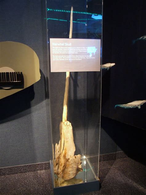 Narwhal Skull And Tusk Here Is A Narwhal Skull With The Tusk Flickr