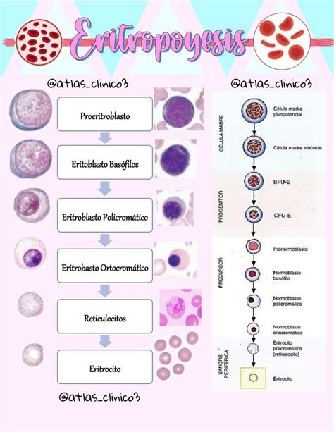 Maduración Eritrocitos Hematology Biology Atlas