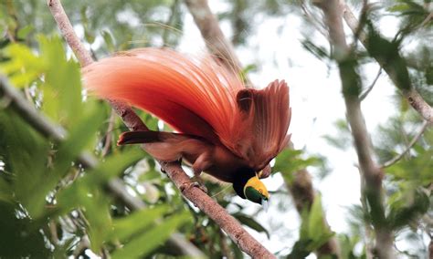 40 Most Popular Bird Of Paradise Pictures Papua New Guinea Alison Illustration
