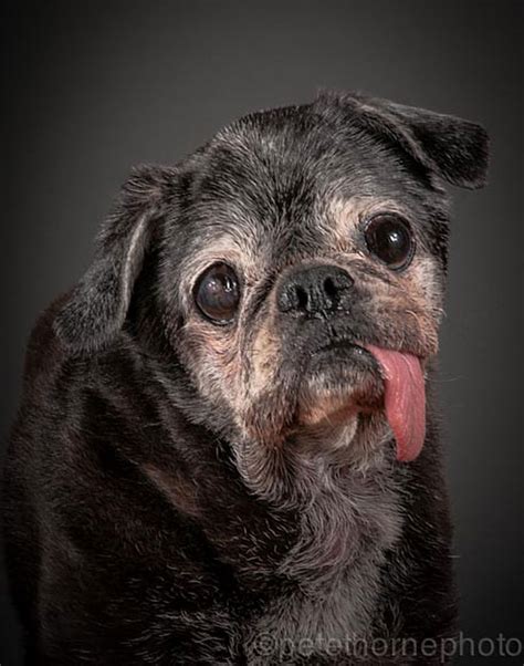 Old Faithful Warm And Intimate Photos Of Really Old Dogs Bored Panda