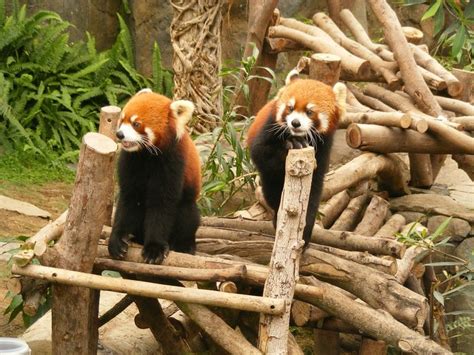 Red Pandas In Ocean Park Hong Kong Ocean Park Hong Kong Red Pandas