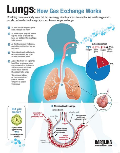 Infographic Lungs How Gas Exchange Works Carolina Biological Supply