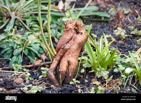 Rose Bush Roots In Garden Stock Photo 66340012 Alamy