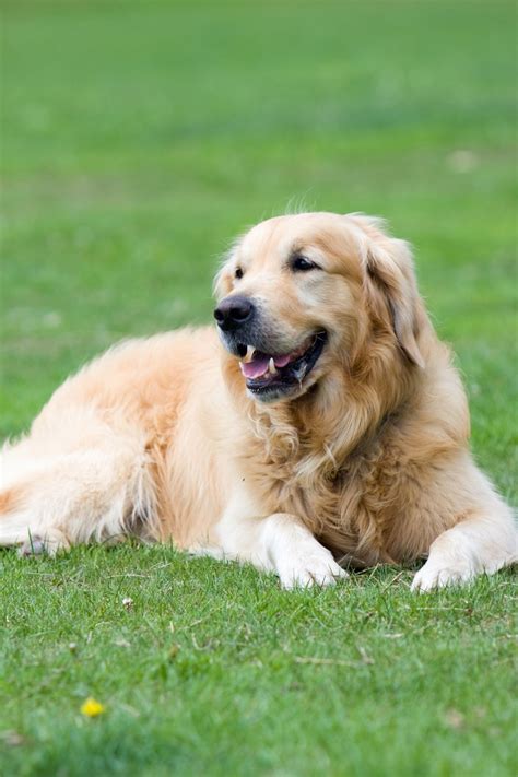 картинки трава щенок собака собачий Фото Домашнее животное