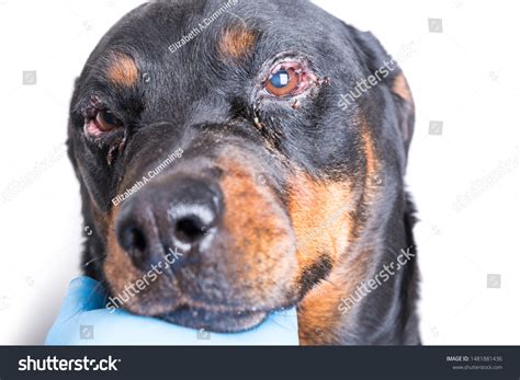 Dog Swollen Infected Eyelids Weepy Eyes Stock Photo 1481881436