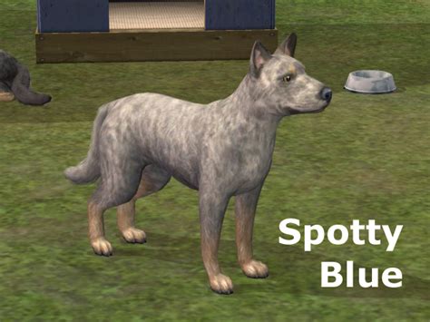 Mod The Sims A Whole Lotta Heelers Australian Cattle Dogs