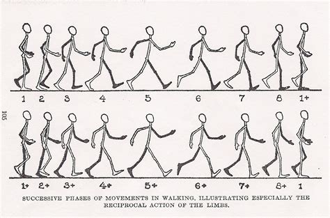 Walk Cycle Animation Walking Animation Animation Sketches Character Design Animation