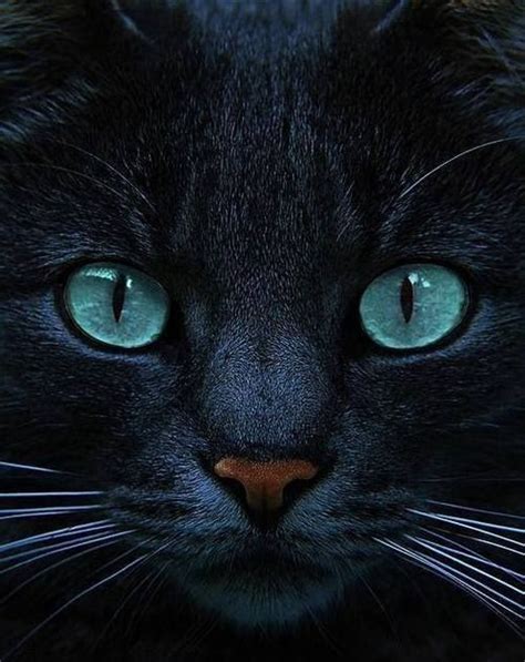 Beautiful Black Cats Beautiful Black Cat With Blue Eyes