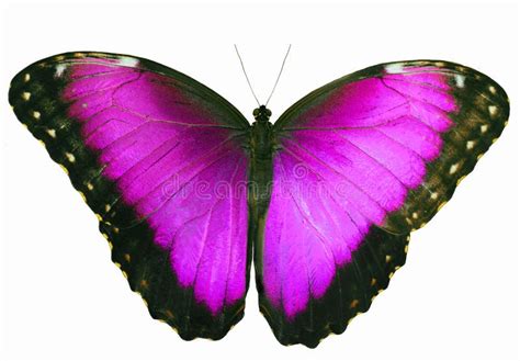 Magenta Colored Butterfly Isolated On White Background With Spread