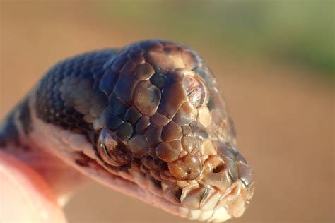 第三の目を持つヘビ が世界で初めてオーストラリアで発見される ニコニコニュース