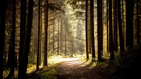 Download Wallpaper 3840x2160 Path Trees Forest Sunlight 4k Uhd 169