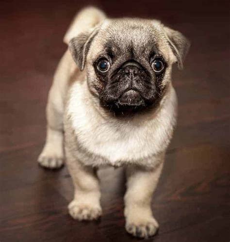 Factors to know how much do pug cost. Pug Price and Cost- How Much Does A Pug Really Cost (PUPPIES, BREEDERS..)?