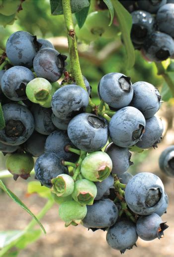 You becoming a vulnerable blueberry human balloon. Out of the Blueberry