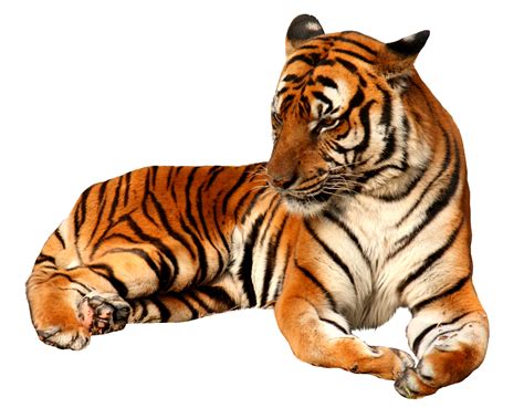 Collection Of Hq Tiger Png Pluspng