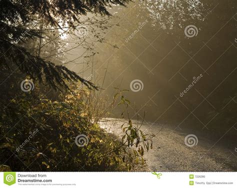 Sunbeams On A Country Road Stock Photo Image Of Sunrays 7226280
