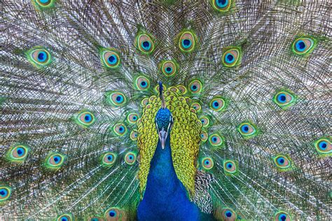 Peacock Photograph By Philip Rispin Fine Art America