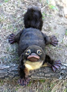 Australian nursery art baby platypus print aussie animal | etsy. 15 Best Baby platypus images in 2020 | Baby platypus ...