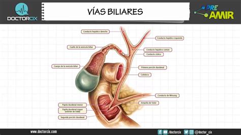 VÍAS BILIARES YouTube