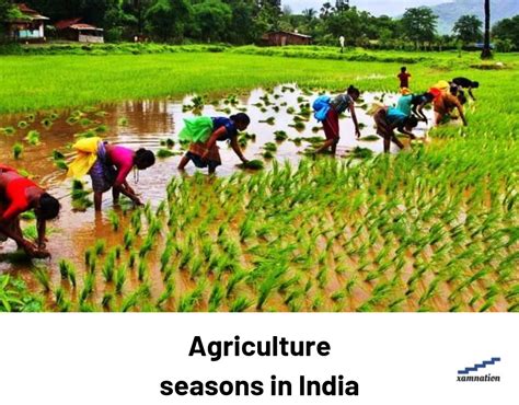 List Of Cropping Seasons In India Xamnation