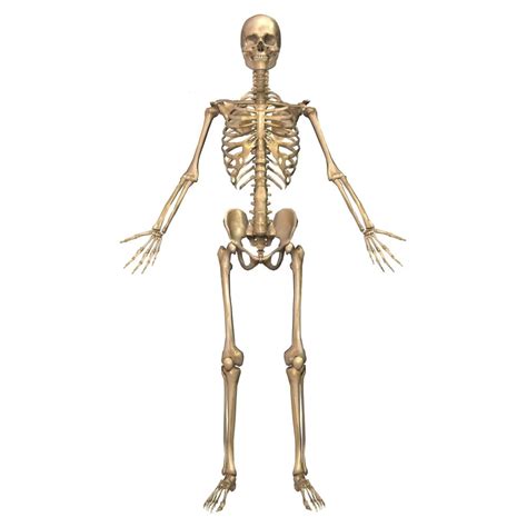 Human Skeletal System Front View Poster Print