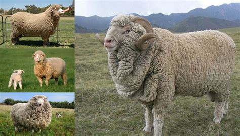 Merino Sheep Breed Everything You Need To Know
