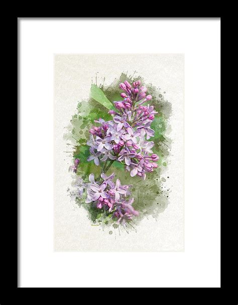 Lilac Watercolor Art Framed Print By Christina Rollo Watercolor Art