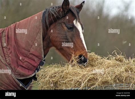 Horse Eating Hay Stock Photo Alamy