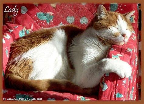 An Orange And White Cat Laying On Top Of A Red Couch Next To A Pillow