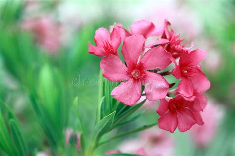13358 Oleander Stock Photos Free And Royalty Free Stock Photos From