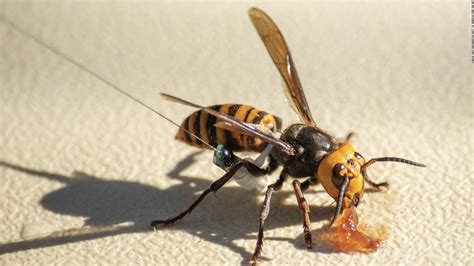 Honeybees Use Poop To Ward Off Those Terrifying Murder Hornets Cnn