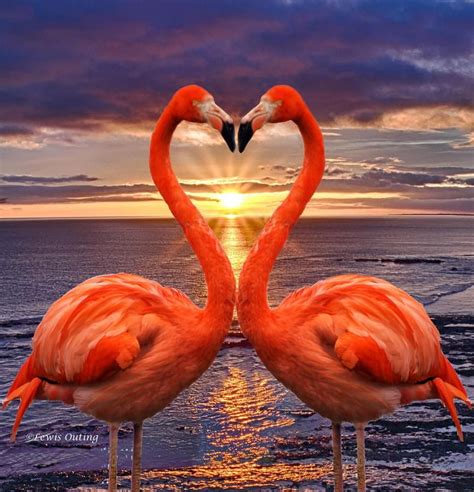 Awesome Planet On Twitter Flamingo Pictures Beautiful Birds