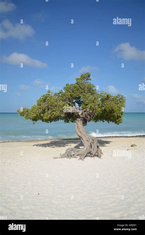 Wind Blown Divi Divi Tree On White Sand Beach In Aruba Stock Photo Alamy