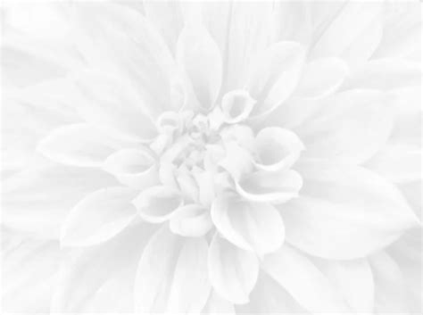 White Flower Background Stock Photos Royalty Free White Flower