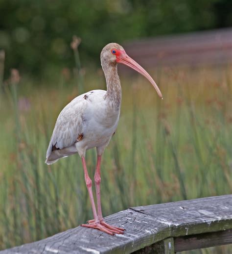 Pictures And Information On White Ibis