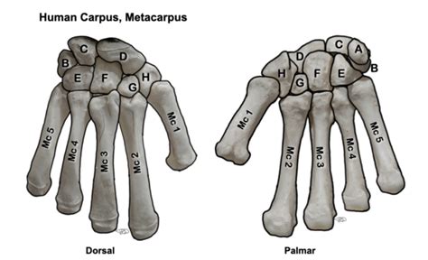 Human Carpus Metacarpus Diagram Quizlet