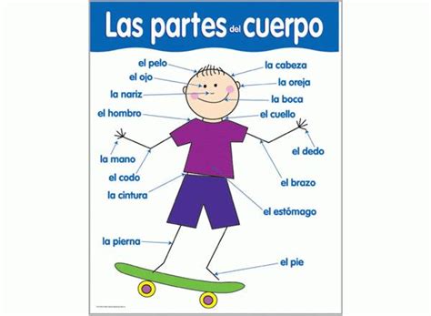 Las Partes Del Cuerpo Spanish Basic Skills Learning Chart