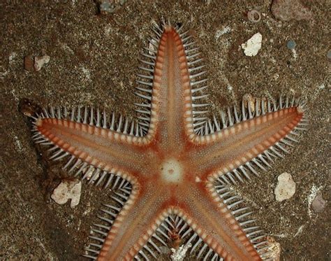 The Echinoblog More Exotic Hawaiian Starfish Valvaster And Astropecten