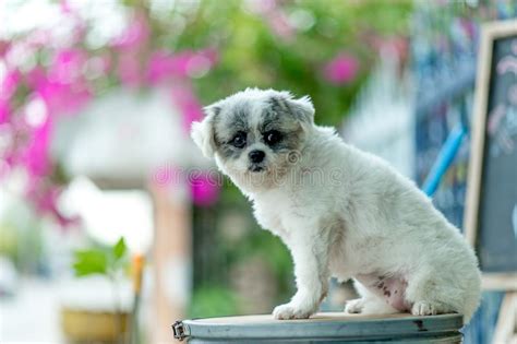 Dog Picture Cute Photo Shoot Love Dog Concept Stock Photo Image Of