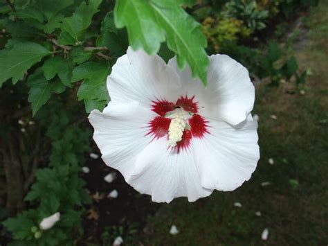 Rose Of Sharon Tree A Beautiful Edible Eat The Planet