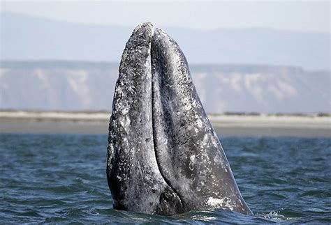 Gray Whales In The Eastern North Pacific Noaa Fisheries