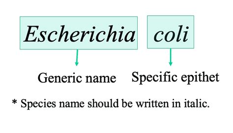 Bacterial Nomenclature 101 And How To Describe A New Species
