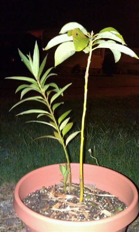 But that doesn't mean your houseplants have the same proclivities. Terrarium Experiments | ecotherapynut | Page 2