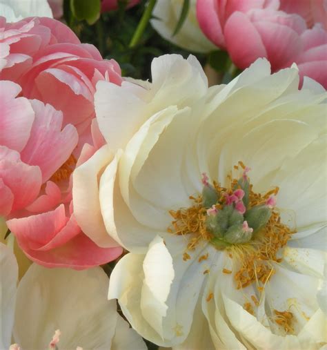 Lilac Gate Semi Double Peonies