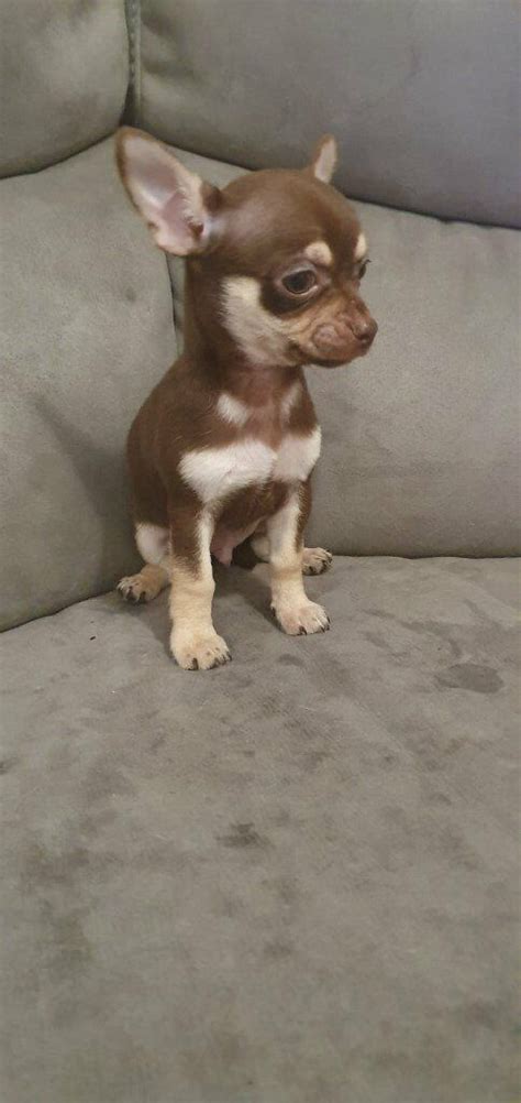 Pedigree Female Teacup Chihuahua Puppy And Chocolate Chihuahua Puppy In