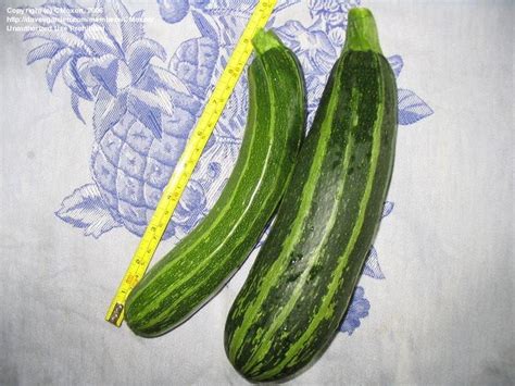We did not find results for: PlantFiles Pictures: Zucchini, Courgette, Summer Squash ...