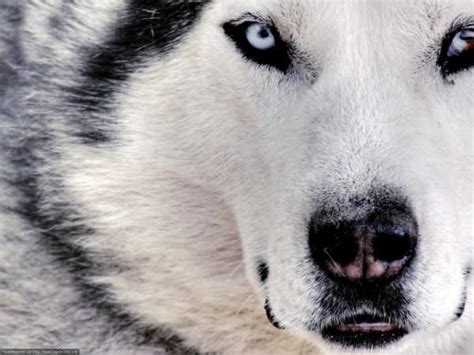 Siberian Huskies In All Their Beauty Klyker Com