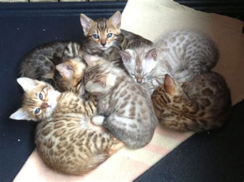 bengal kitten adoption bengal kittens auckland bengal kittens for sale