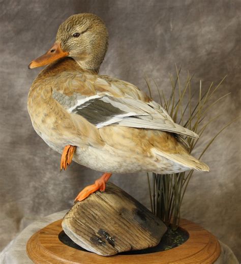 Puddle Ducks Legacy Taxidermy