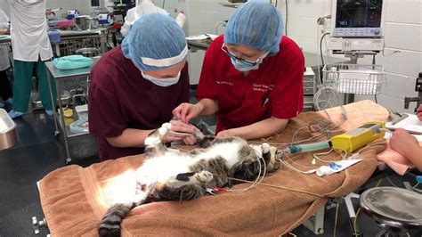 Isu Cvm Cat Neutering Surgery Youtube